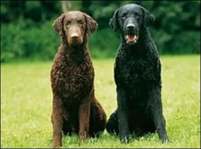 Frisé et très adapté à l'eau, qui suis-je ?