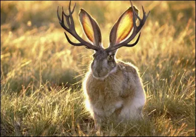 Quel est ton bon côté ?