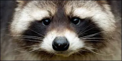 Il a véritablement popularisé "Rocky Racoon" et nous laisse un héritage de 4 DVD... Ridiculous ? Non, Fantasticous !