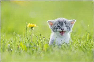 N'est-il pas charmant ? À peine plus grand qu'un pissenlit. Ils ont tous un tempérament différent, mais à cet âge, ce petit espiègle joue activement et se promène. Il commence également à socialiser avec ses frères et sœurs, puis avec son maître.
Quel est le nom de ce petit animal qui va vous couvrir la vie d'affections ?