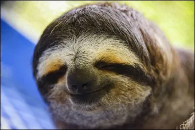 Cet animal à gorge brune est un tridactyle soit un animal solitaire à trois doigts, le bradypus variegatus, qu'on trouve surtout en Bolivie.
Nommez cet animal possèdant une drôle de tête ronde, équipée d'un nez qui a l'air retroussé. Il a de dents qui ressemblent à celles d'un cochon et ses oreilles sont rudimentaires puis, ajoutez-lui une queue très courte.