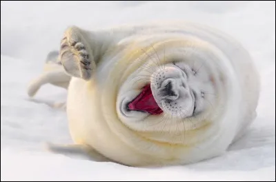 Alors que moi j'y vois la détente totale, Google raconte : ''White grey seal baby is relaxing with wide open mouth, is tired. '' Même s'il abandonne toute défense, on ne peut conclure que c'est parce qu'il est fatigué : moi je dis qu'il s'abandonne à la béatitude. Je m'endors dans les bras de Morphée.
Vous vous feriez certainement un copain de ce…