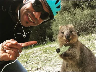 Il s'agit d'un petit marsupial (2 à 5 kg) qui possède un sourire naturel : il est de la famille des macropodidés (les plus connus étant les kangourous) avec la fourrure brun-gris et il vit exclusivement en Australie.
Quel est le nom de cet animal qui affiche un petit rictus permanent ?