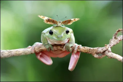 N'auriez-vous pas le sourire, vous aussi, si votre dîner préféré venait, gentiment comme cela, se poser sur votre tête. Elle est de l'ordre des Bufonidés qui forment le plus grand groupe d'amphibiens (plus de 5000 espèces vivantes dont le nombre augmente continuellement), et on les retrouve sur tous les continents.
Quel est cet animal qui est un amphibien appartenant à l'ordre des anoures ?