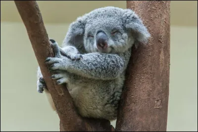 Il est membre de la famille des marsupiaux. Bien qu'il possède des griffes et des dents pointues, il est inoffensif : en plus, c'est un herbivore. Une recherche sur image dans Google donne ''animal en voie d'extinction''.
Quel est ce petit animal qui passe environ 19 heures par jour à dormir (Qu'est-ce qui nous dit qui n'est pas entrain de bailler sur la photo ?) ?