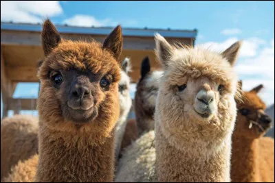Une recherche sur cette photo dans Google donne que ces petits camélidés sont heureux : on a interprété qu'ils avaient un sourire et que cela leur donnait du bonheur.
Quel est le nom de cet animal généralement considéré comme doux et curieux, mais qui peut aussi être peureux, préférant l'encadrement de son troupeau ?