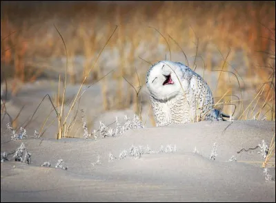 Vicki Jauron s'est mérité le ''Comedy Wildlife Photo Award'' avec cette photo de cet oiseau qui est bien hilarant avec son attitude ''Holé ! Oups !'' Peut-on ne pas penser qu'il vit vraiment un bon moment au milieu de son hiver. Oiseau emblématique du Québec, c'est un...
