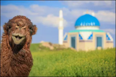 On voit ce membre de la famille des camélidés, au Kazakhstan dans le pays du Turkistan. La photo d'Ahmet Sami Acar se retrouve sur Shutterstock.
Quel est cet animal, d'habitude pas aussi souriant ?