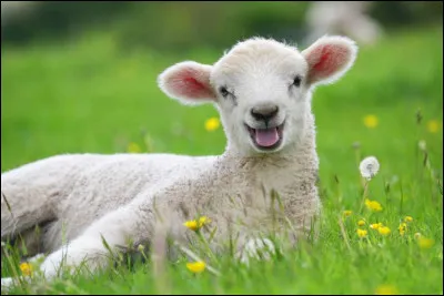 Patrick Goujon dans Le Fablier, N°3, dira : " La Fontaine, fixe en ses vers les circonstances respectives de ceux qui sont dans le récit accusateur et défenseur, plaidant la cause de la victime face à l'agresseur afin que le lecteur soit le juge de cette cause". Il est l'un des 2 animaux de cette fable.
Quel est le nom du petit d'une brebis et du bélier ?