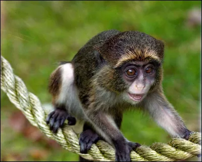 Le bel animal que vous voyez est le plus petit singe et le deuxième plus petit primate du monde. Toute son activité consiste à creuser des trous dans les arbres afin de recueillir la sève. Les bébés ne pèsent pas plus de 20 g et peuvent siéger sur un doigt humain.
Quel est ce singe miniature des forêts humides d'Amérique du Sud ? 
Son poids est entre 110 et 200 g et sa taille, entre 12 et 15 cm.