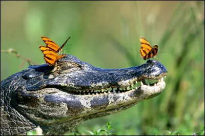Les Caimaninae constituent une sous-famille des crocodiliens de la famille des Alligatoridés. quasiment pareils des alligators, mais ne présentant pas de septum osseux entre les narines, ils sont tous originaires d'Amérique centrale et d'Amérique du Sud. Ce terme est probablement d'origine caribe.
Trouvez ce nom.