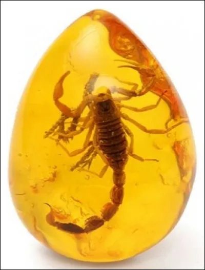 Quelle matière fossilisée a généré l'ambre ?