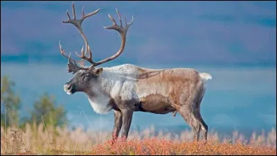 Comment appelle-t-on le renne au Canada ?