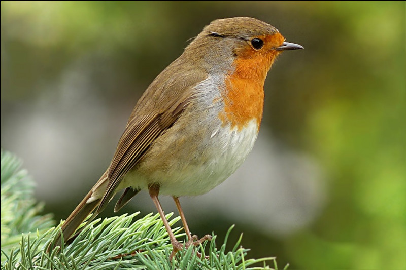 Cet oiseau est l'un des seuls qui continue de chanter tout l'hiver, ce qui rend simple sa détection. Commun dans les jardins, il s'agit du...