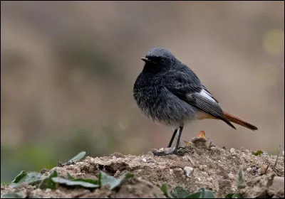 Originellement inféodé aux milieux rocheux, cet oiseau a colonisé de nouveaux habitats et on peut de nos jours le retrouver régulièrement en ville ou à la campagne. Il s'agit...