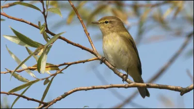 Son chant typique "chiff-chaff" lui a donné son nom anglais. Cet oiseau est l'un des plus communs de nos jardins à la belle saison, et s'installe de plus en plus régulièrement en hiver. C'est...