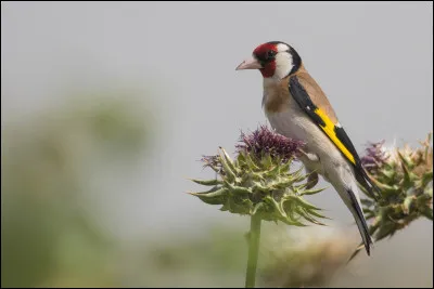 Cet oiseau est l'un des plus colorés de nos campagnes, mais on le retrouve également souvent en ville. Vous avez bien sûr reconnu...