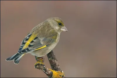 Son gros bec et son cri typique font de cet oiseau une espèce emblématique des jardins. Ce fringille granivore est...