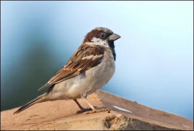Quand on parle des oiseaux des villes, cette espèce est certainement celle qui revient le plus souvent. Sur le déclin, cet oiseau européen a été introduit sur d'autres continents, comme par exemple en Amérique du Nord. C'est...