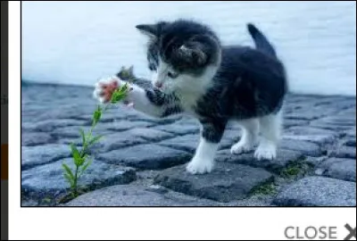 Tu vois un chaton en détresse, tout seul sur un territoire ennemi, que fais-tu ?