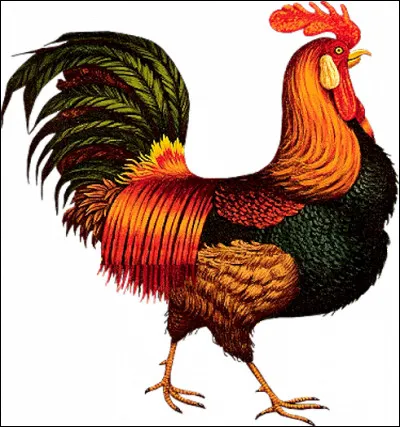 De quoi le coq a-t-il le plus peur ?
