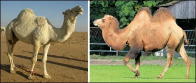 Que contient une bosse de chameau ou de dromadaire ?