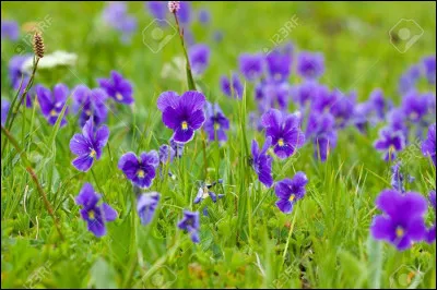 Comment dit-on "la violette", cette petite fleur qui cache sa fragile beauté sous son feuillage lui vaut le symbole de la modestie et de l'amour gardé secrets dans le langage des fleurs ?