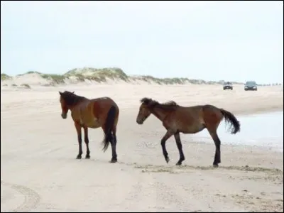 Dans quel Etat américain se trouvent les plages de Cape Hatteras, Ocracoke et Currituck Beach ?