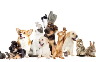 Quel serait ton animal de compagnie ?