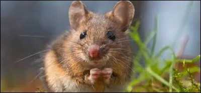 Que-ce que de la bile de souris ?