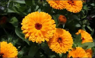 Enfin, à quoi sert le souci ?