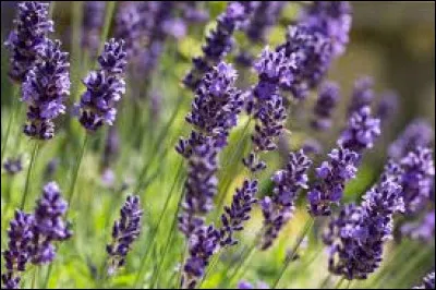 Que soigne la lavande ?