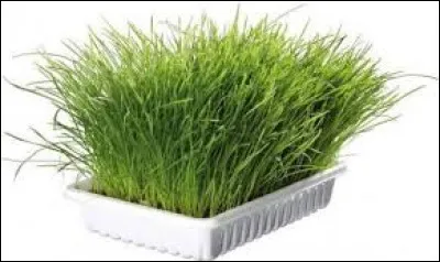 Quelle maladie l'herbe à chat neutralise-t-elle ?