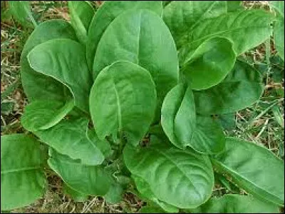 À quoi sert l'oseille ?