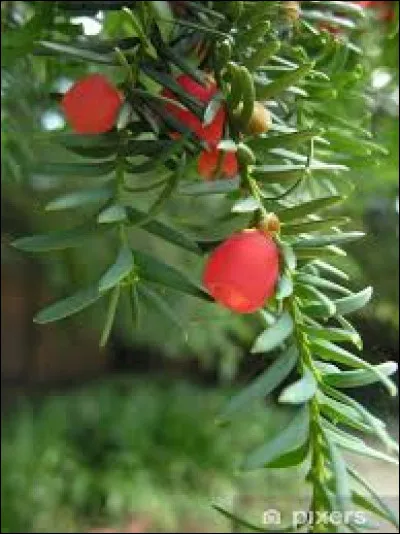 Pourquoi les guérisseurs n'utilisent-ils jamais la baie d'if ?