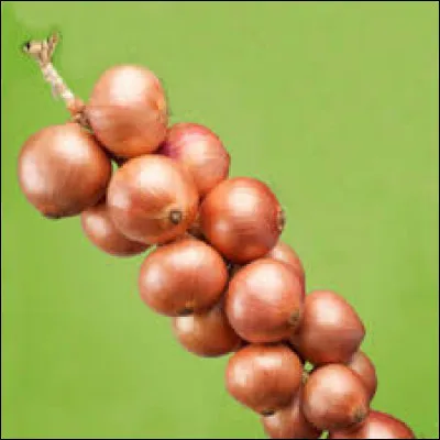 Où est cultivé l'oignon de Roscoff ?