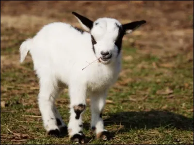 Quel est le petit du chamois ?