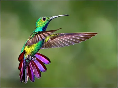 Identifiez le cri du colibri.