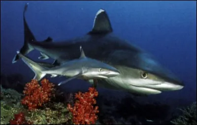 Quel est le petit du requin ?