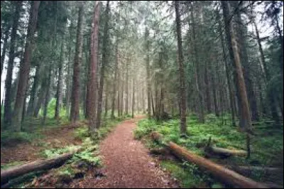Quel est le nom de la pâtisserie recherchée ?