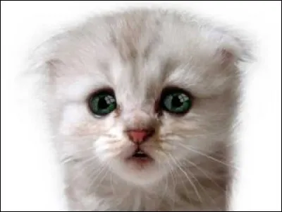 Imagine que tu vois un chaton ennemi dans un territoire ennemi et qu'il n'y a personne autour. Que fais-tu ?