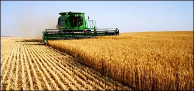 Quelle céréale n'est pas utilisée pour faire le whisky ?