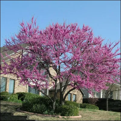 Quel est le type de feuillage de l'Arbre de Jud&eacute;e, aussi appel&eacute; Gainier silicastre originaire d'Europe de l'Ouest et d'Asie ?