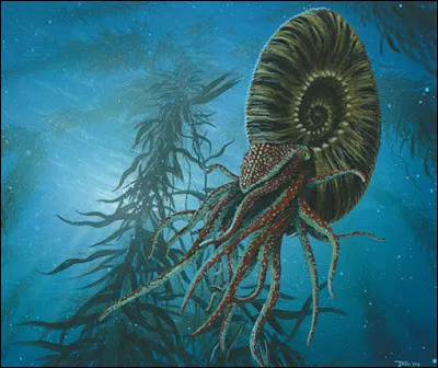 Les ammonites ont disparu en m&ecirc;me temps que les dinosaures.