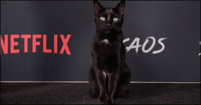 Quel joli nom porte le chat de Sabrina ?