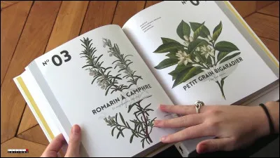 Danièle Festy, auteure de "Ma bible des huiles essentielles", est une...