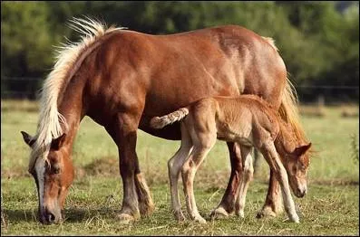 L'intervalle entre les ttes varie de :