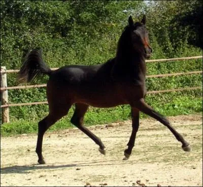 Qu'est ce qu'un vice rdhibitoire ?