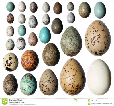 Parmi ces oiseaux, lequel pond les plus gros ufs proportionnellement à sa taille ?