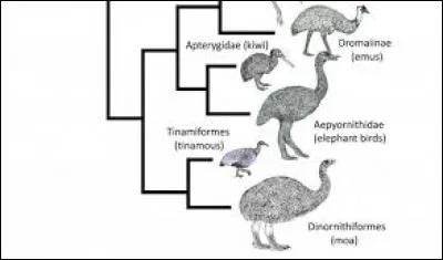 Le groupe des ratites est dit...